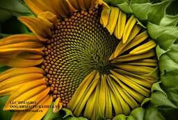 Seeds of sunflower hybrids under Euro lighting - Attribute
