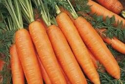 Семена моркови Бангор F1 Bejo уп 1 000 000 шт