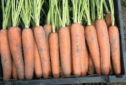 Семена моркови Неликс F1 Bejo уп 1 000 000 шт