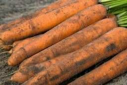 Семена моркови Ниланд F1 Bejo уп 1 000 000 шт