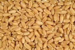 Семена пшеницы Новосибирская 31 ЭС, РС1