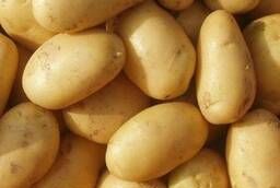 Семенной картофель суперэлита, элита оптом от производителя