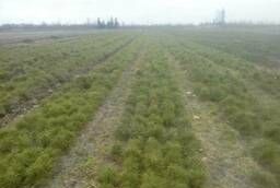 Seedlings, planting material pine 2 taphole russian