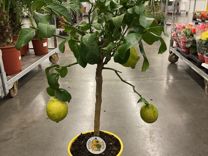 Цитрусовые растения/Лимоное дерево штамб H-75-90