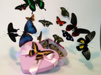 Живые тропические бабочки для подарка