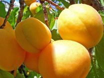 Саженцы саженцы абрикоса ананасный цюрюпинский