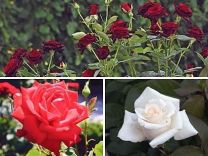 Розы чайно гибридные,плетистые,флорибунда