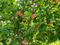 Зимостойкие саженцы яблони груши абрикоса