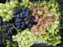 Черенки,саженцы столовых и винных сортов винограда
