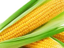 Раннеспелый трехлинейный гибрид кукурузы