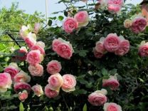 Роза плетистая устойчивая к болезням и морозу