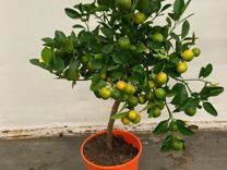 Мандариновое дерево с плодами / Мандарин сочный 74