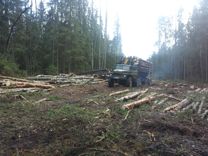 Лес на корню  делянок Услуги лесопиления