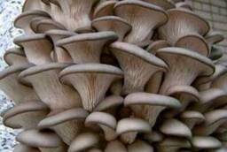 Oyster mushroom blocks