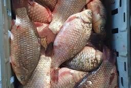 Fresh frozen Tsimlyansky crucian carp