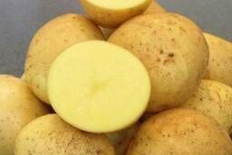 Seed potatoes Gala, Vega wholesale, yellow, early