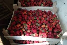 Strawberries wholesale