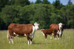 Cows of Hereford breed, 500
