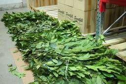 Bay leaves: dry, fresh, brooms, bales, bundles. Wholesale RF