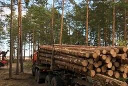 Лесозаготовка , бригады лесозаготовителей