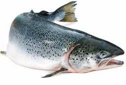 Atlantic salmon (salmon) PREM, s  m, PSG, 5-6kg