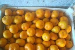Mandarins (Abkhazia)