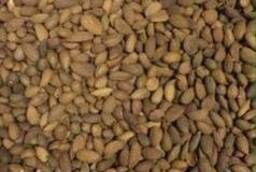 Uzbekistan almonds
