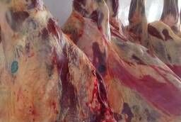 Wholesale meat. Bulls. Halal