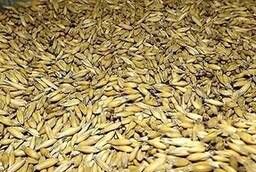 Fodder oats in bags