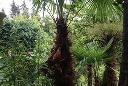 Trachikarpus palm