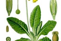 Primrose medicinal (primrose), herb