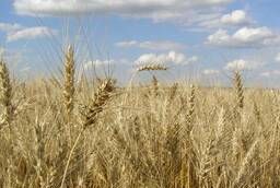 First-class seeds of winter wheat from the manufacturer