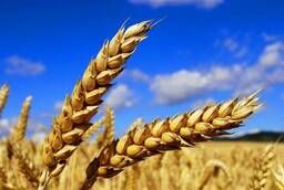 Grade 3-4 wheat, buckwheat, food barley