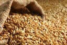 Feed wheat, Rye, Barley, Oats, Meal,