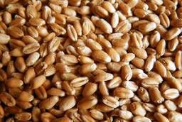 Wheat barley soybean lupine peas seeds oats