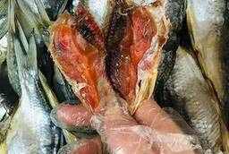 Рыба вяленая икряная (вобла)