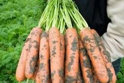 Семена моркови Балтимор F1 Bejo уп 1 000 000 шт