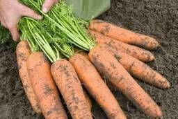 Семена моркови Базель F1 Bejo уп1 000 000 шт