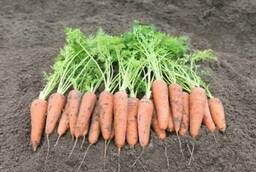 Семена моркови Кантербюри F1 Bejo уп 1 000 000 шт