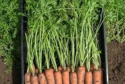 Семена моркови Нарбонне F1 Bejo уп 1 000 000 шт