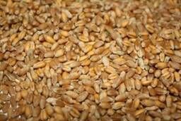Семена пшеницы Тобольская ЭС, РС1