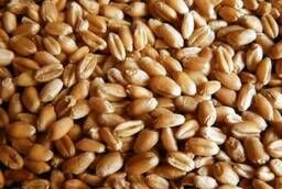 Яровая пшеница Сударыня (первая репродукция)