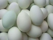 Яйца на инкубацию утинные
