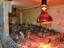 Инфракрасная Лампа для обогрева куриц цыплят 250Вт