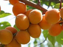 Саженцы, растения-абрикосы шалах