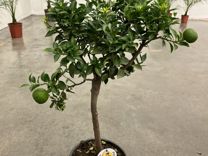Цитрусовое дерево/ штамб с плодами H 70
