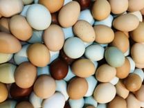 Пасхальные Яйца на инкубацию и цыплята
