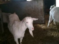 Продам коз молочных дойных от зааненского козла