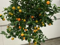 Мандариновое дерево с плодами XL / Мандарин