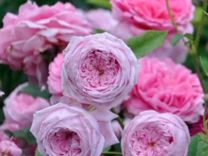 Саженцы роз плетистая